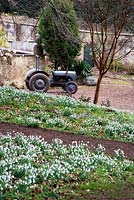 Grey Ferguson tractor parked next to a bank of snowdrops in a large country garden 