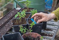 Adding a plant label for softwood cuttings of Salvia 'Amistad'