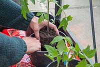 Potting on Tomato 'Marmande' into grow bags