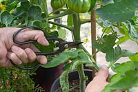 Removing the lower leaves from Tomato 'Marmande' plants, to ensure a healthy air flow