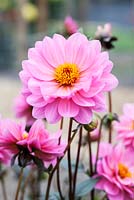 Dahlia 'Classic Rosamunde' flowering in September