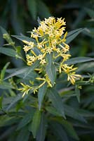 Cestrum parqui fragrant shrub willow-leaved jessamine