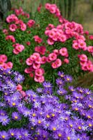 Aster amellus 'Violet Queen' and Symphyotrichum novae-angliae 'Andenken an Alma Pötschke'
