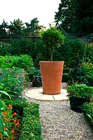 Large centrepiece terracotta container with bay lollipop on roundel of paving at end of gravel path between box edged borders. 