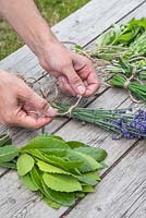 Preparing a selection of herbs ready for drying. Bay leaves and Lavender
