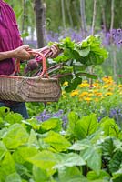 A woman harvesting Beetroot from a raised vegetable bed, holding a wicker basket of harvested crops