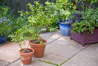 Twin terracotta pots on a patio containing Blueberry plants