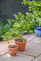 Twin terracotta pots on a patio containing Blueberry plants