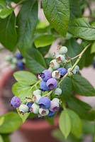 Vaccinium corymbosum - Fruit of blueberry plant