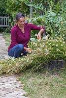 Clearing an obstructed garden path. A woman cutting back the spent Oxeye daisy to clear the path