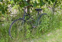 Vintage bicycle leant against an Oak tree in an allotment plot, hidden amongst grass
