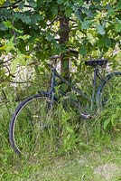 Vintage bicycle leant against an oak tree in an allotment plot, hidden in grass