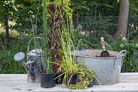Plants and materials required for creating a miniature bog garden. Tin bath, aquatic compost, gravel, Lobelia cardinalis 'Queen Victoria', Cyperus and Equisetum japonicum