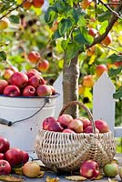 Harvested apples.