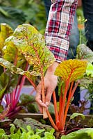 Removing unhealthy leaves of swiss chard.