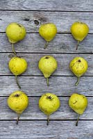 Harvested pears.