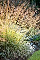 Molinia caerulea subspecies caerulea Variegata - Variegated Purple Moor Grass