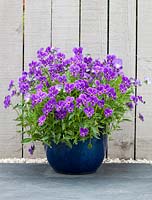 Viola Emma, Bonnie Lassie Series. Purple flowers planted in dark blue container. June. Summer.
