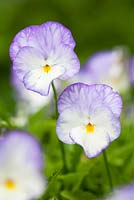 Viola 'Isabella' Bonnie Lassies series, Close up of white Violas tinged with lilac. 