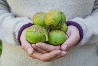 A handful of English Walnuts - Juglans regia