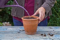 Watering a freshly planted English Walnut - Juglans regia