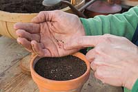 Sowing Tomato 'Garden Candy' seeds