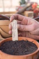 Adding plant label for Tomato 'Garden Candy'