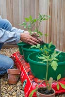 Potting on Tomato 'Garden Candy' plants into grow bags with plant halos