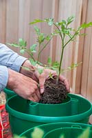 Potting on Tomato 'Garden Candy' plants into grow bags with plant halos