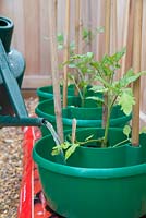 Watering Tomato 'Garden Candy' plants in grow bags