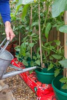 Watering Tomato 'Garden Candy' plants