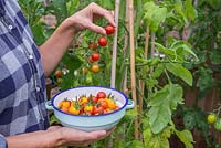 Harvesting Tomato 'Garden Candy'