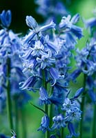 Hyacinthoides non-scripta. English bluebell 