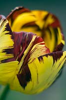 Tulipa 'Lord Stanley' - Rare florist tulip 