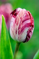 Tulipa 'Salome'. Rare Florist tulip 
