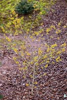 Hamamelis mollis 'Jermyns Gold', Witch Hazel, Winterbloom. Shrub, January. Plant portrait of bright yellow scented flowers.