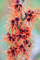 Hamamelis x intermedia ''Gingerbread', Winterbloom, Witch Hazel. Shrub, February. Plant portrait of bright red, orange  scented flowers.