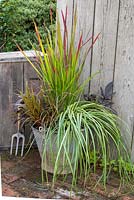 Metal bucket planted with Carex oshimensis 'Evergold', Uncinia rubra and Imperata cylindrica 'Rubra'