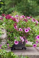 Glazed pot planted with Verbena 'Burgundy', Petunia 'Rose Vein' Surfinia series, Lobelia 'Trailing Red'
