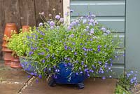 Glazed pot planted with Scabiosa atropurpurea 'Dark Blue', Lobelia 'Trailing Dark Blue'