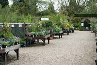 Nursery with shrubs and perennials including Lavandula Anouk - French lavender,  Pulmonaria 'Opal', Heuchera 'Gypsy Dancer' and Viburnum tinus 'Eve Price' for sale on wooden trays in the walled garden - The Place for Plants