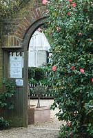 Entrance to the walled garden with Camellias at The Place For Plants, Suffolk, April. 