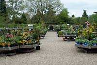 Sales area of nursery with shrubs and perennials including Lavandula Anouk - French lavender,  Pulmonaria 'Opal', Heuchera 'Gypsy Dancer' and Viburnum tinus 'Eve Price' for sale on wooden trays in the walled garden at The Place for Plants in Suffolk, April. 