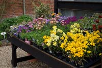 Erysimum - Wallflowers for sale on a bench with Violas and Lathyrus - sweet peas at The Place for Plants in Suffolk