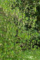Oemleria cerasiformis - Oregan plum, spring shrub with almond-scented white flowers. The Place For Plants, Suffolk