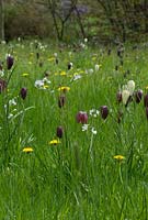 Fritillaria meleagris with Cardamine pratensis - Lady's smock and Taraxacum officinalis - dandelions in the long grass at The Place For Plants, Suffolk