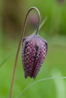 Fritillaria meleagris at The Place For Plants, Suffolk, April