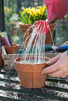 Watering freshly sown Tomato 'Gardener's Delight' seeds