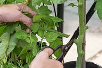 Removing lower leaves of Tomato 'Gardener's Delight' to increase air flow and decrease risk of disease