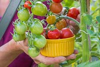 Harvesting Tomato 'Gardener's Delight' with yellow dish